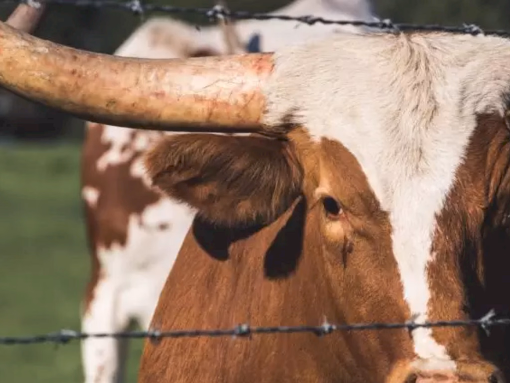 Número de abigeatos cai pela metade em agosto