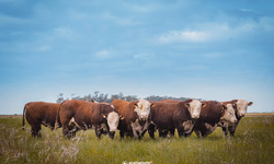 ABHB teve número expressivo de registros genealógicos em 2022