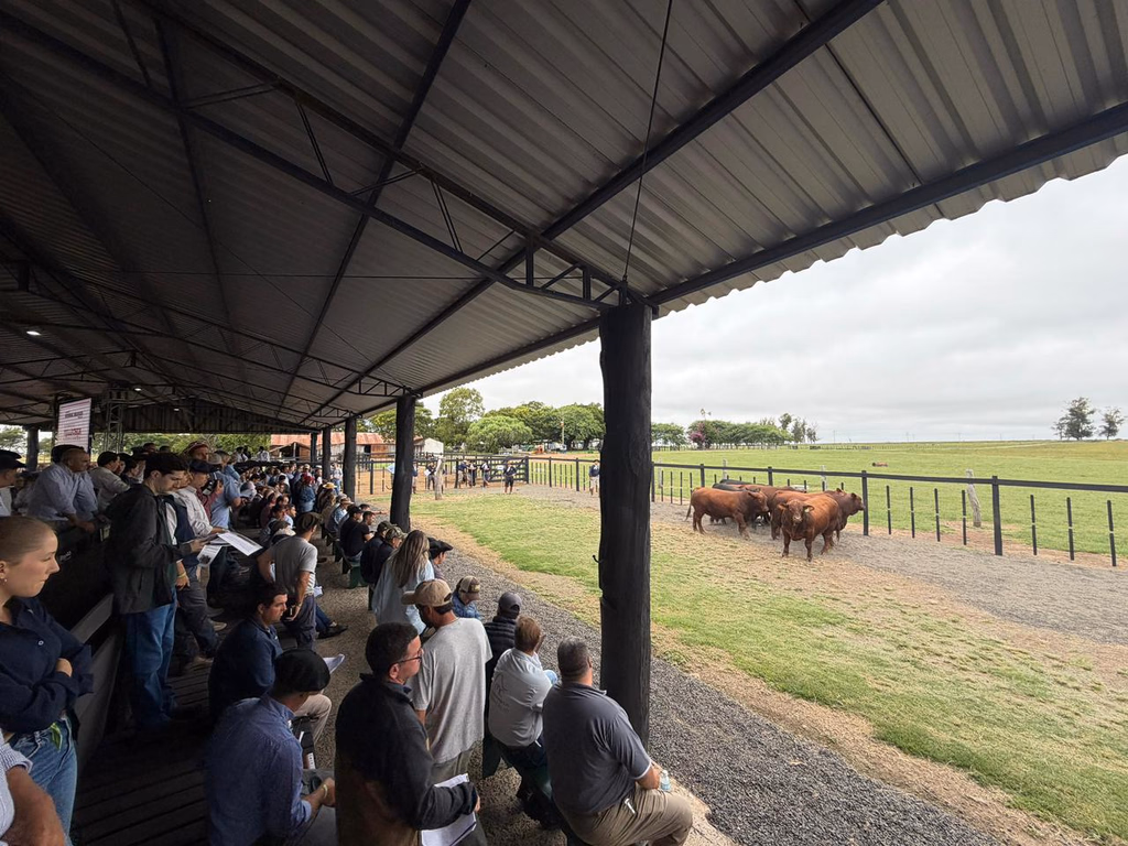 Congresso Mundial Brangus começou em Uruguaiana