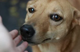 Vereadora quer criar Censo Animal em Uruguaiana