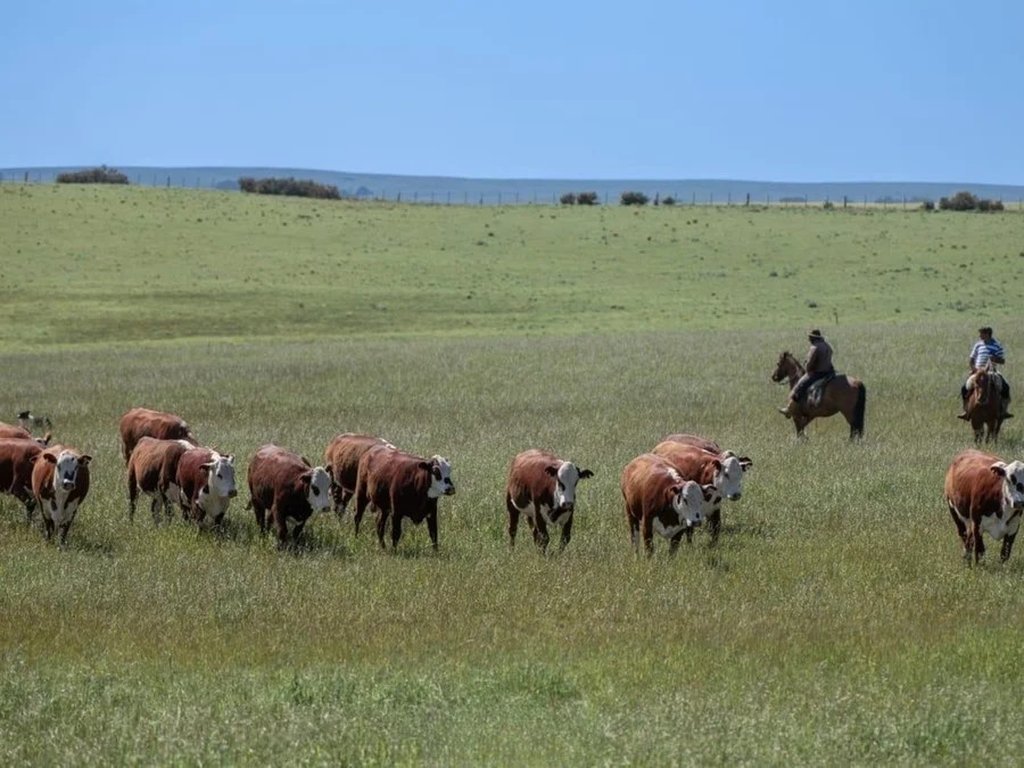 Seleção genética se consolida no controle do carrapato no verão 