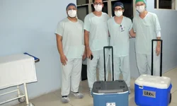 Cientistas querem criar embriões sintéticos para doar órgãos