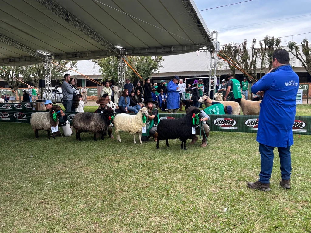 Fenovinos registra número recorde de animais participantes