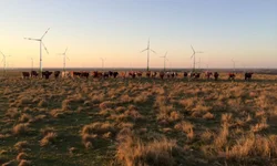 Uruguaiana tem índice satisfatório no combate à dengue