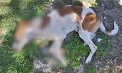 Família de Uruguaiana sofre grave acidente no Paraná