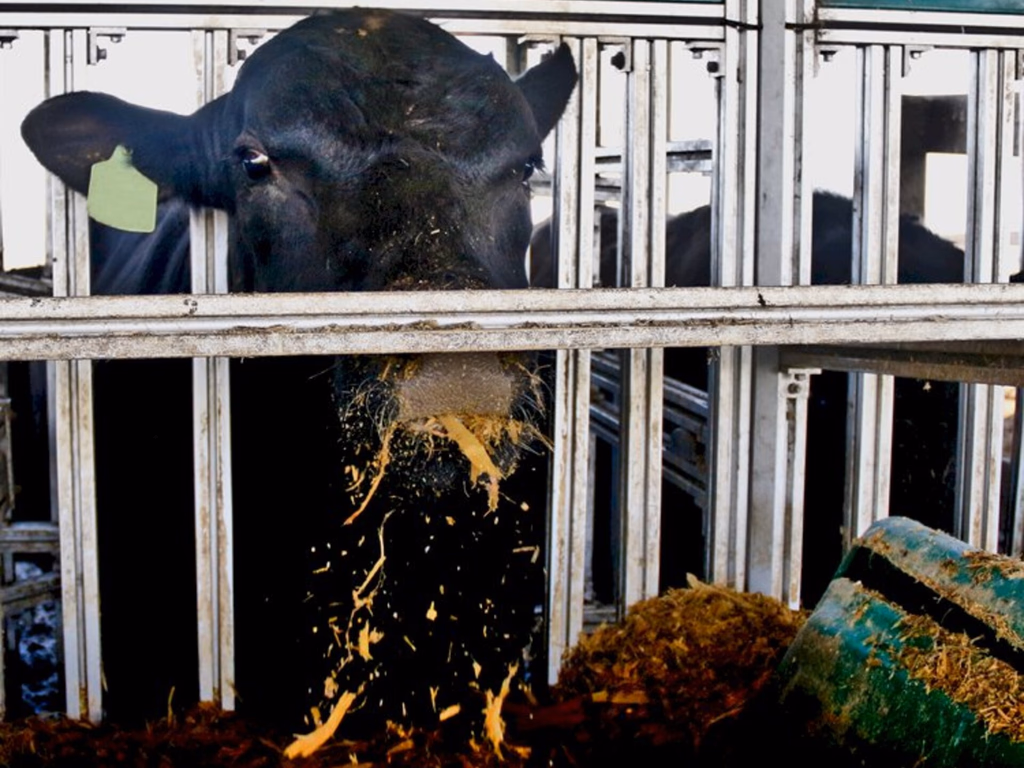 Teste de Eficiência Alimentar Angus tem inscrições prorrogadas até 30 de abril