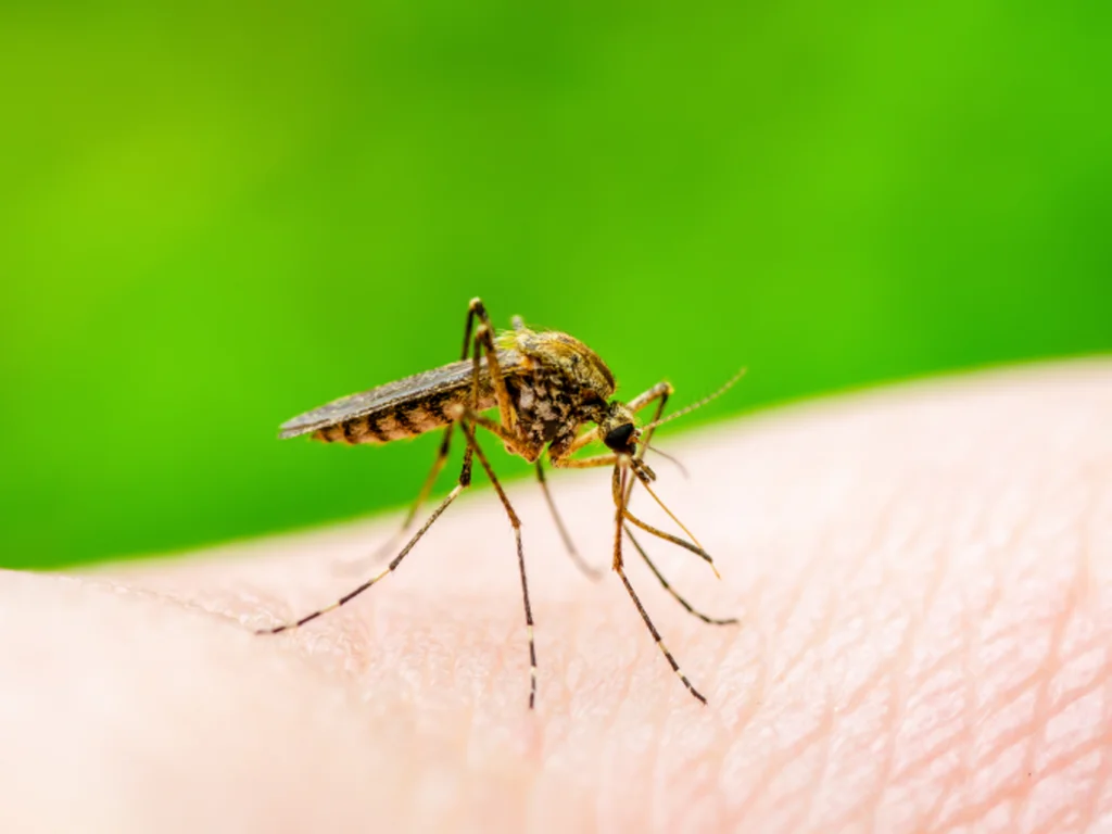 Uruguaiana está há um mês sem novos casos de dengue