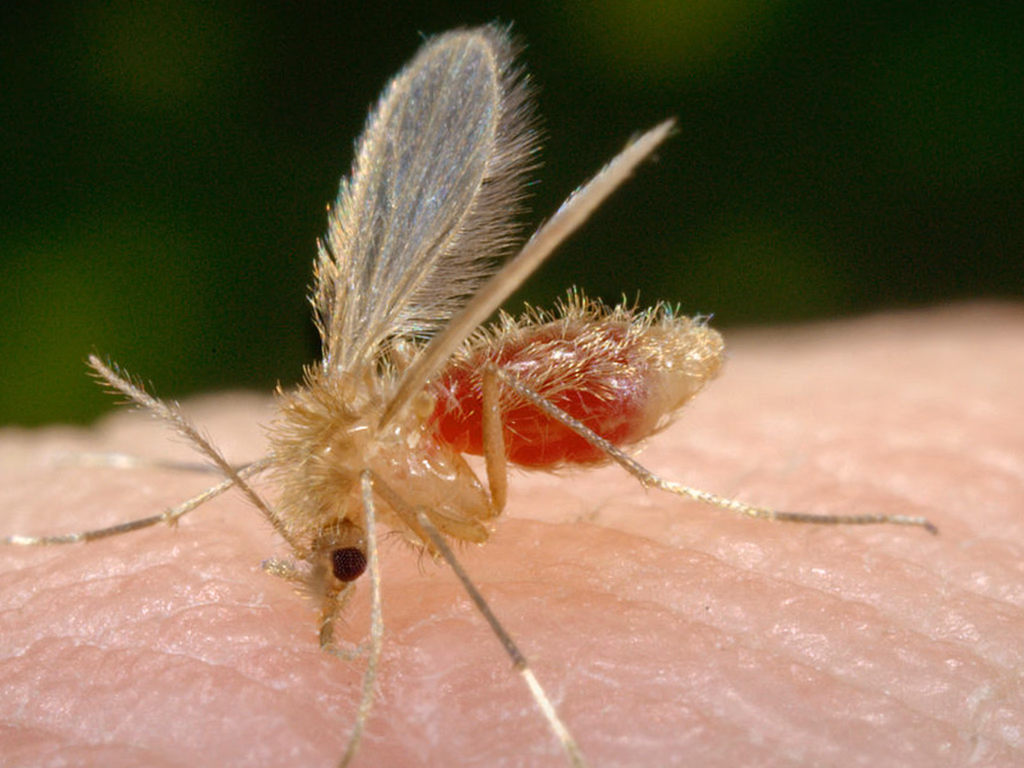 Semana de Combate à Leishmaniose reforça prevenção