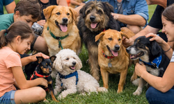 Associação Vira-Latas realiza evento em prol da proteção de animais 
