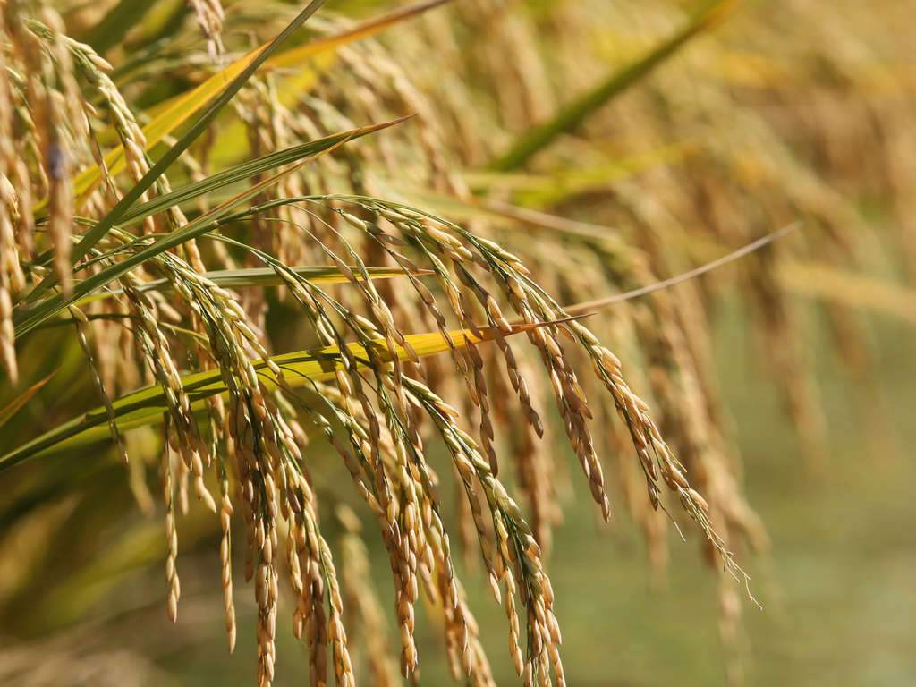 Federarroz cobra ações federais para proteger a orizicultura gaúcha