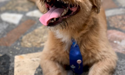 Uruguaiana teve maior temperatura dos últimos 62 anos