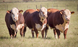 Associação lança prêmio para destaque no Programa Carne Angus