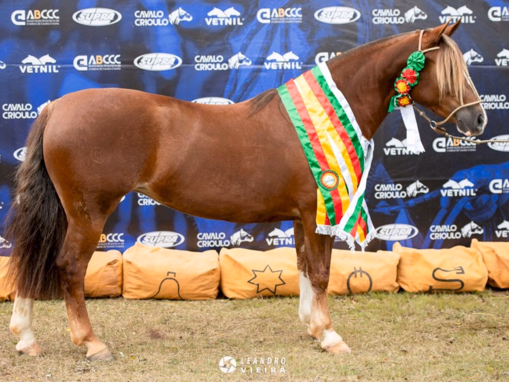 Exposição Passaporte de Bagé define exemplares para a final