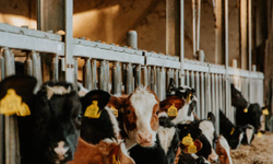 Ponte Internacional está em meia pista