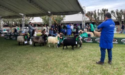 Uruguai seleciona os melhores exemplares para o Freio de Ouro
