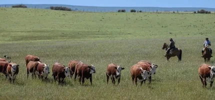 Seleção genética se consolida no controle do carrapato no verão 