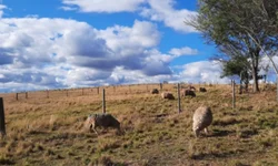 Força-tarefa do IGP encaminhou mais de 800 carteiras de identidade
