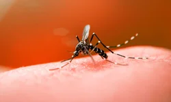 Anvisa suspende autorização de uso de medicamento contra covid-19