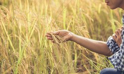 BNDES vai liberar R$ 12 bilhões para produtores com perdas de safra