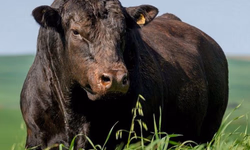 Genética campeã da Expointer será ofertada no 18º Remate Só Angus