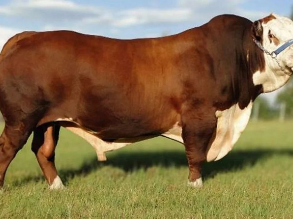 ABHB promove Dia de Campo PAC em Bagé