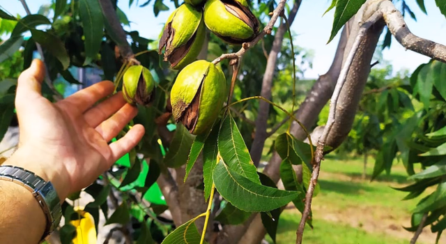 Impacto da Reforma Tributária no agronegócio será tema de live