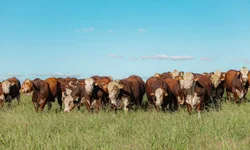 Brasil reafirma protagonismo global no 9º Congresso Mundial Braford