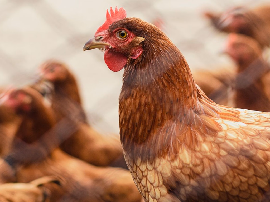 RS revogou decreto de emergência por gripe aviária