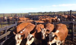 Conexão Delta G define reprodutores que irão compor bateria do Programa Touro Jovem