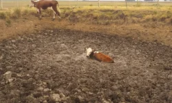 Prefeitura pede ações para coibir entrada ilegal pela Ponte