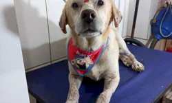 Pagamento do auxílio taxista começa amanhã