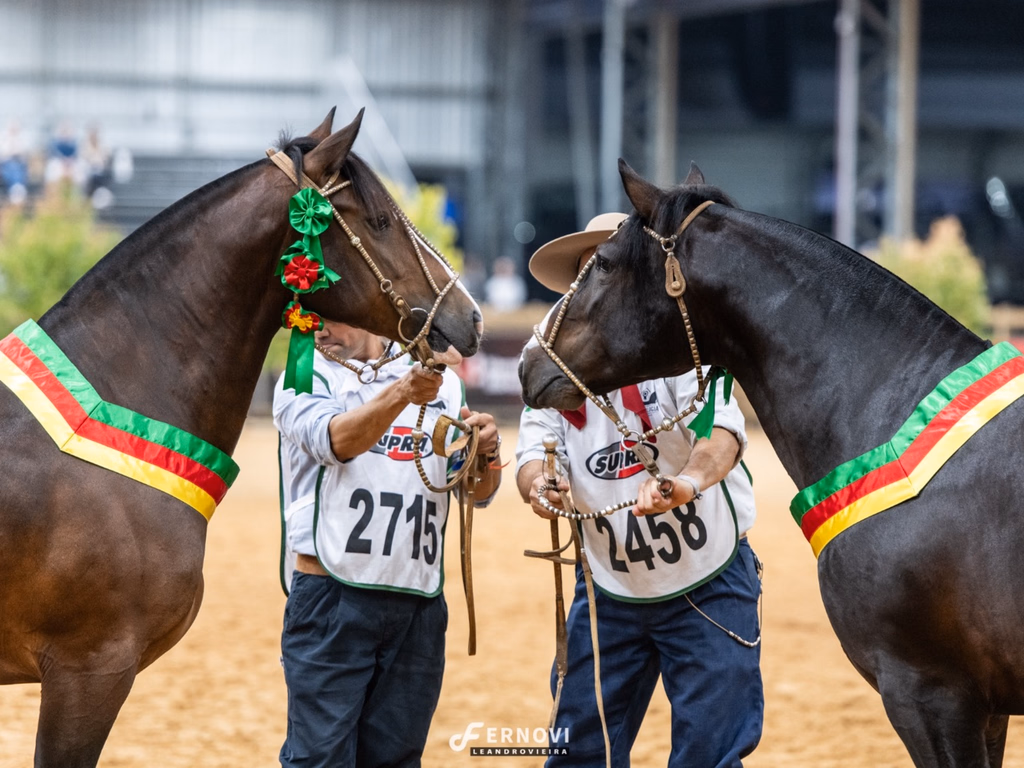 Morfologia da Expointer consagrou novos ícones da raça Crioula