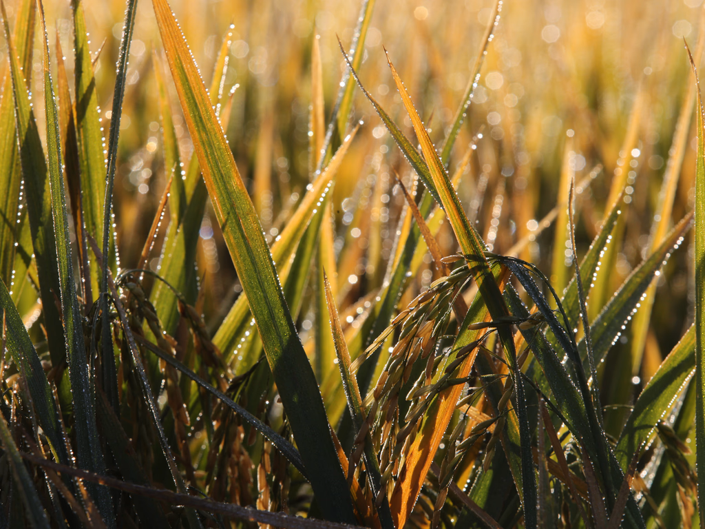 Federarroz pede antidumping socioambiental ao governo