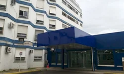 Cientistas querem criar embriões sintéticos para doar órgãos