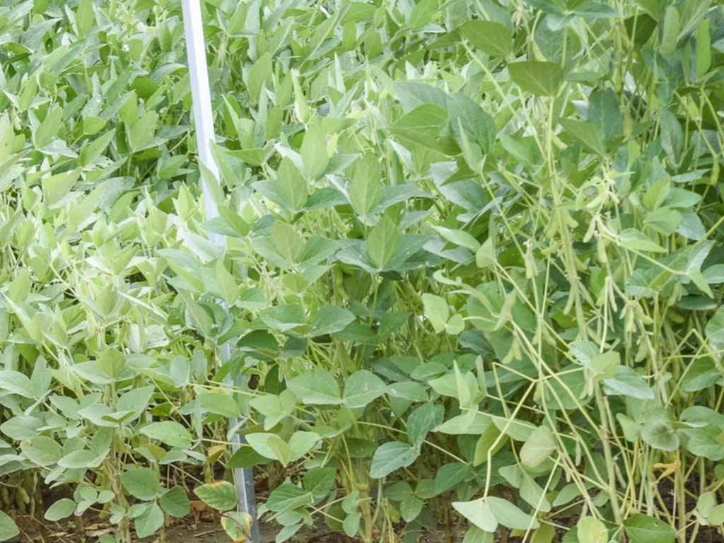 Produtores devem observar diferenças entre contratos de arrendamento e parceria