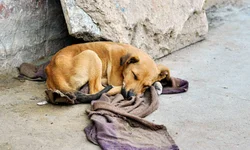 SSP aponta aumento nas ocorrências de tráfico de drogas em Uruguaiana