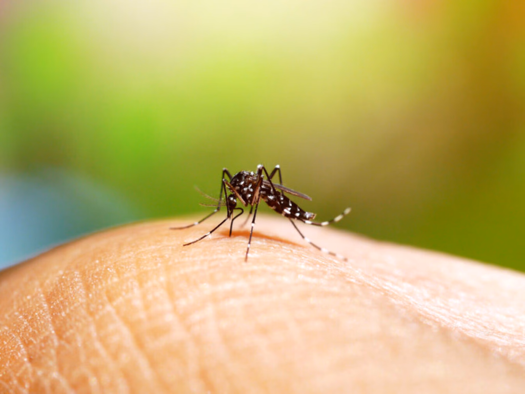 Uruguaiana tem seis casos confirmados de dengue