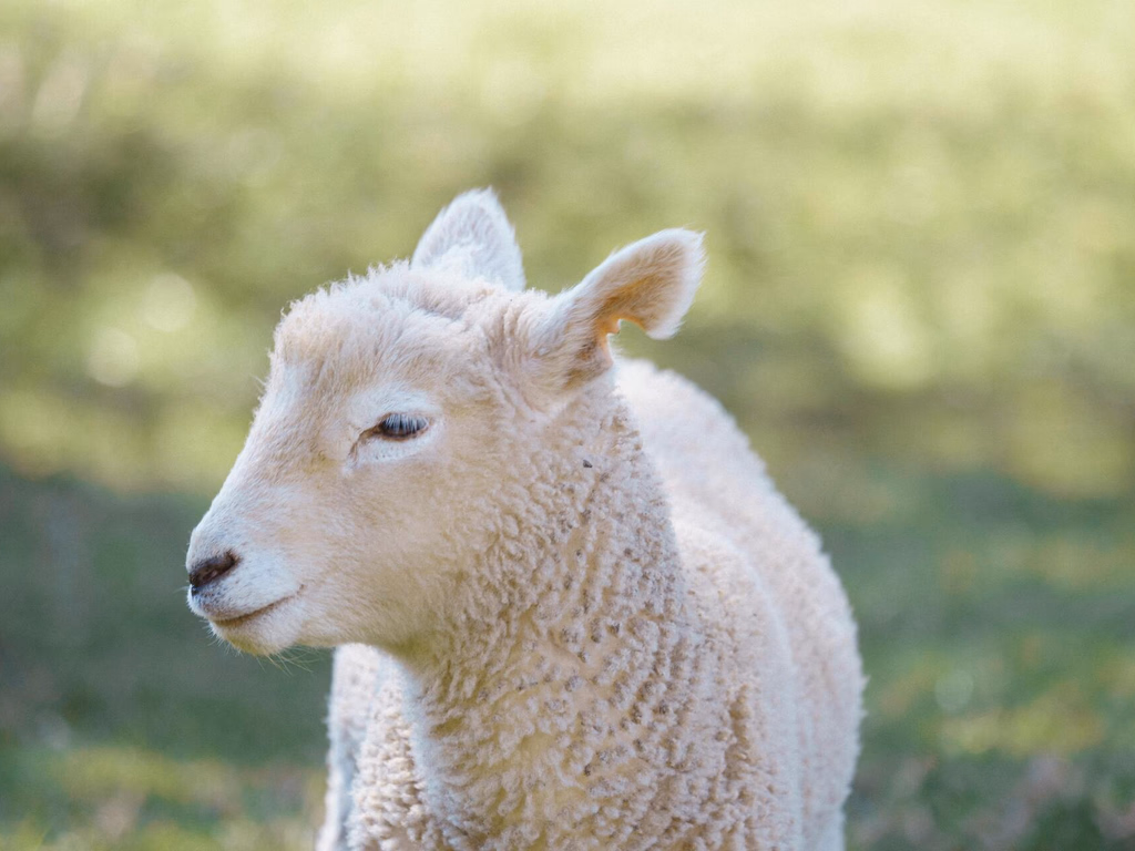 Quase mil ovinos estarão presentes na Feira