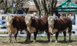 Celemaster carimba vaga na semi com goleada