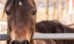 Semas prepara novo mutirão de castrações