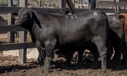 Mundial Braford reunirá pecuaristas de vários países