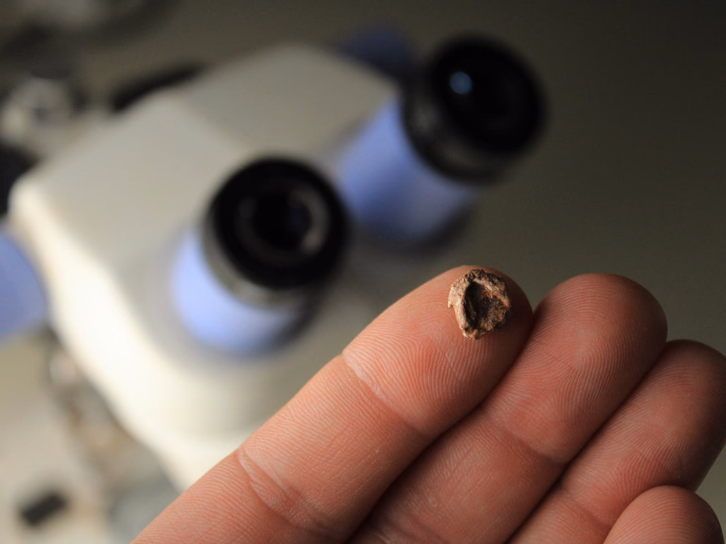 Crânio fóssil encontrado no RS revela nova espécie de réptil do Triássico 