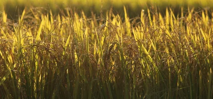 Jurídico da Federarroz está em regime de plantão