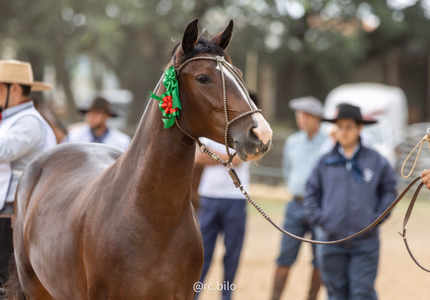 Cidade paranaense abriu ciclo de Outono das Exposições Passaporte