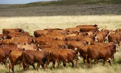 Hereford e Braford chegam com alta em animais inscritos