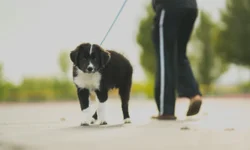 Município poderá ter Censo Animal