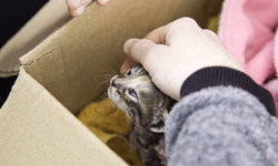 Sestra realiza terceira fase da Operação Rastro Limpo