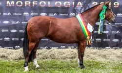 Hereford e Braford chegam com alta em animais inscritos