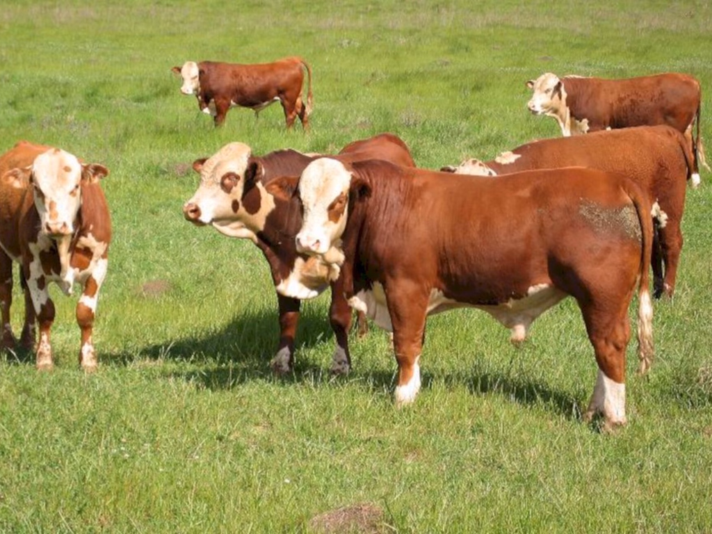 Programa apresenta recorde de produção na temporada