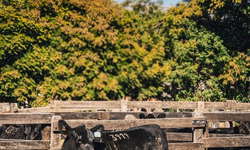 Animais puros e alta genética nas pistas de julgamento de rústicos da Angus